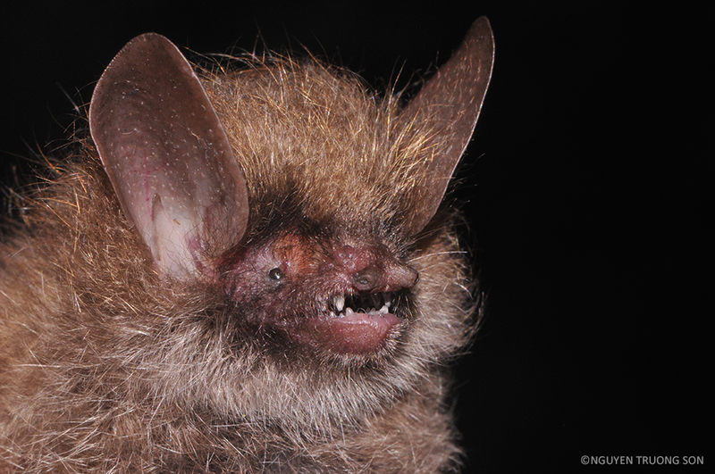 Found in Vietnam, the wooly-headed bat is distinguished by its thick and wooly fur on itsw heads and forearms. (Image: Nguygen Truong Son)